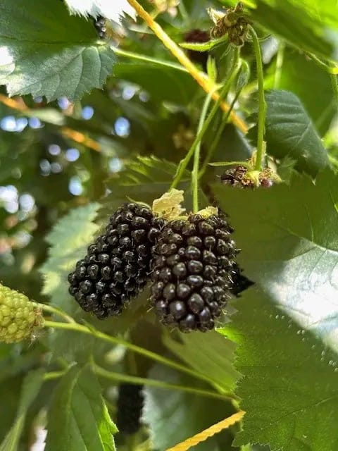 Ripe blackberries ready for picking at Smeaton Hall Farm