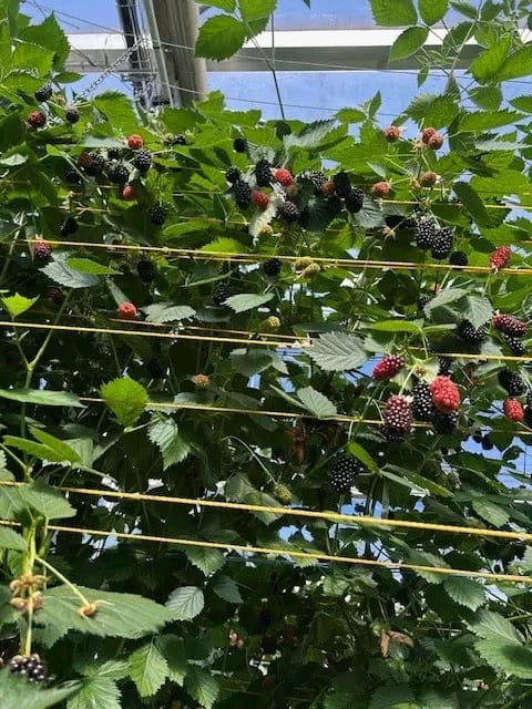 Blackberries growing in the polytunnel