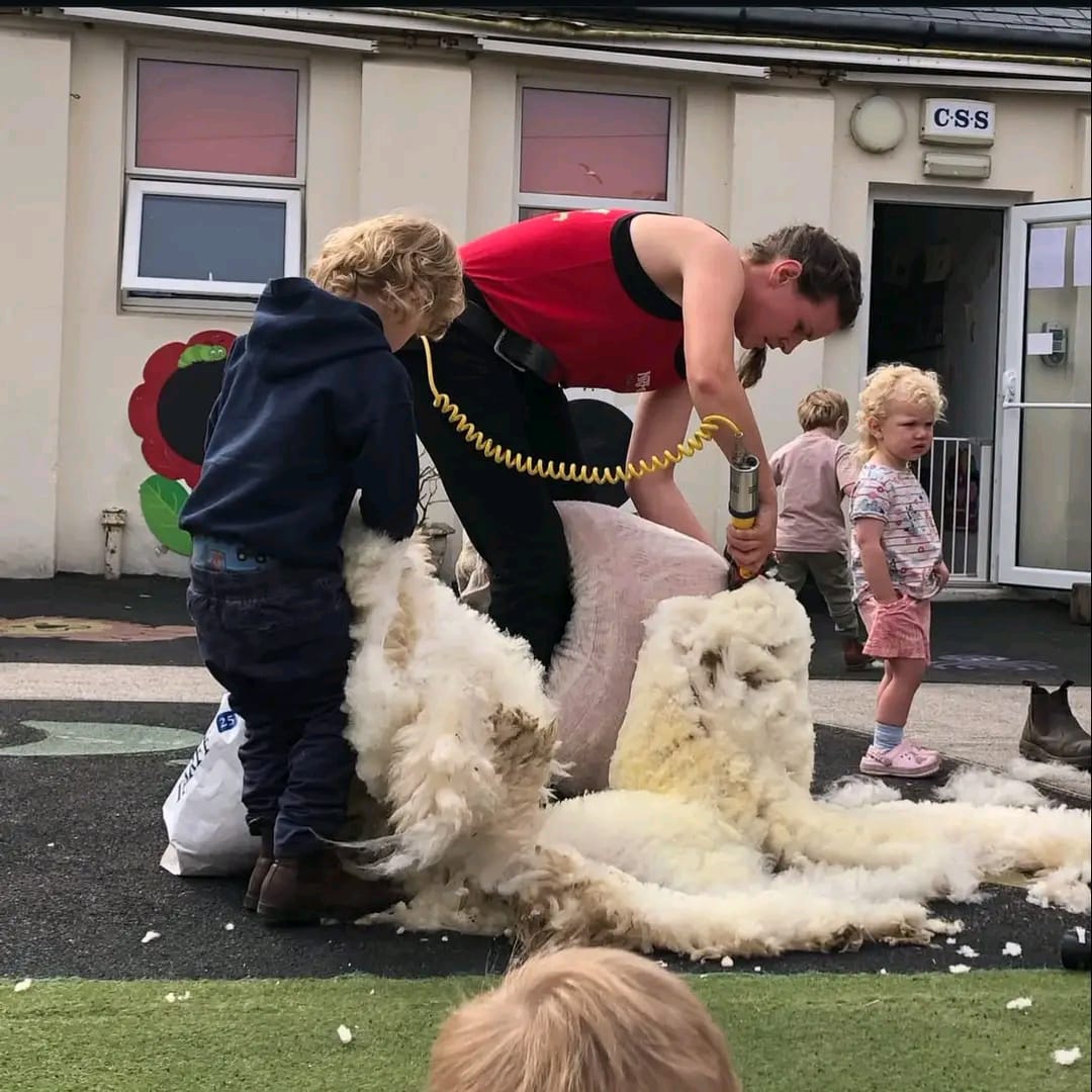 Close-up of sheep shearing in progress