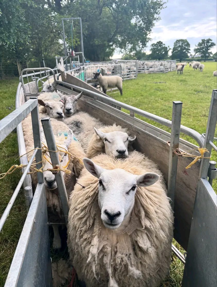 Sheep gathered for handling in the field